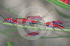 Group of red bug