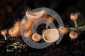 Group red cone mushroom