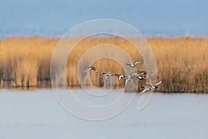 Group of red-crested ducks netta rufina flying over water at