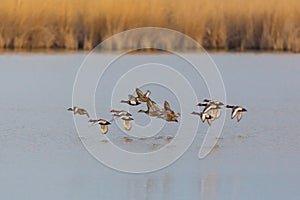 Group of red-crested ducks netta rufina flying over water sur