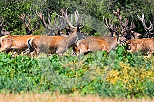 Group of Red deer or Cervus elaphus