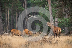 Group of red deer grazing on dry meadow in autumn.