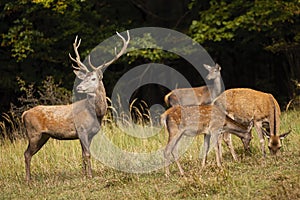 Group of red deer grazing on glade in autumn nature