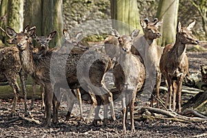 Group of Red Deer hinds in winter coat