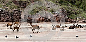 Group of Red Deer at Isle Rum Scotland