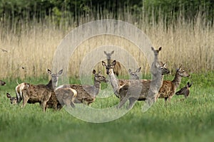 A group of red deer from Kopacki rit