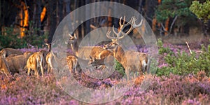 Group of red deer photo