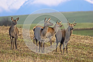 Group of red deer standing on dry grassland in autumn