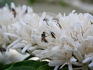 Group of Red dwarf Honey bee on Robusta coffee blossom