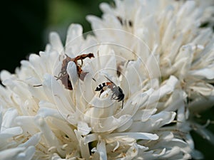 Group of Red dwarf Honey bee on Robusta coffee blossom on tree plant with green leaf with black color in background