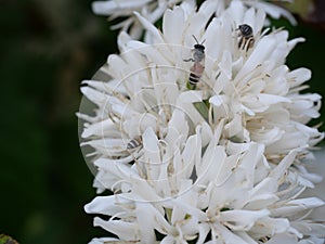 Group of Red dwarf Honey bee on Robusta coffee blossom on tree plant with green leaf with black color in background