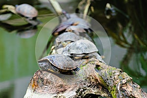 Group of Red-eared slider turtle on a branch in middle of water
