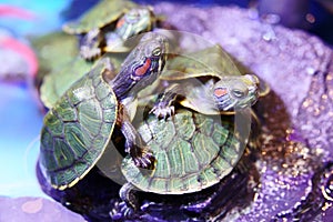 Group of Red eared Slider Turtle close up