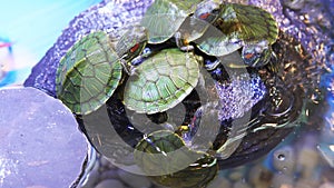 Group of Red eared Slider Turtle close up