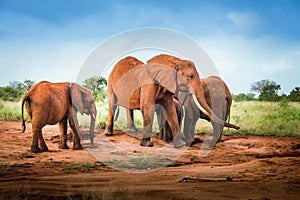 Group of Red Elephants, African elephants family in the savanna safari landscape