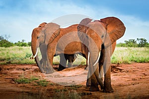 Group of Red Elephants, African elephants family in the savanna safari landscape