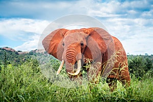 Group of Red Elephants, African elephants family in the savanna safari landscape