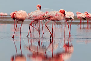 Wild african birds. Group of red flamingo birds on the blue lagoon