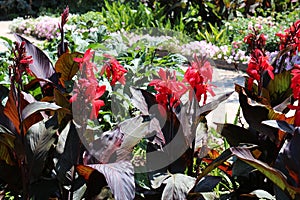 A Group of Red Flowers on Australian Canna Lilies in a Garden