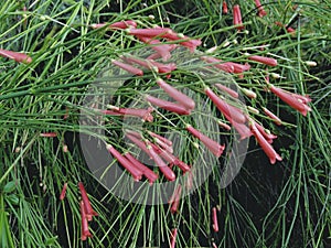 A group of red flowers back nearing in the daytime.