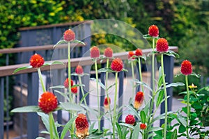 Group of Red Globe amaranth