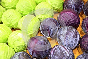 Purple cabbage and green cabbage