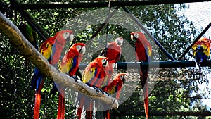 Group of Red-and-green macaw parrots Ara chloropterus sitting on branches in large pavilion and socializing themselves