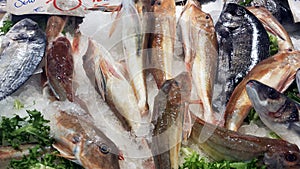 Group of Red Gurnard fish at the market