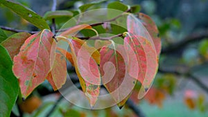 A group of red leafs, colours of autumn