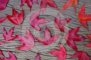 Group of red maple on old wood background