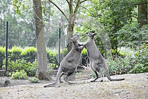 Group of Red-necked wallaby Macropus rufogriseus.