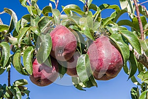Group of red pears in an orchard