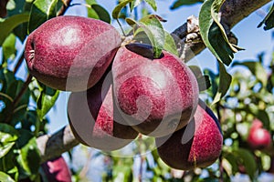 Group of red pears in an orchard