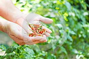 Group of red peppers in hand agricultural harvest