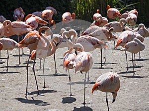 Group of red and pink flamingos standing on dirt. Chilean flamingo Phoenicopterus chilensis and The American flamingo