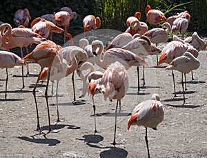 Group of red and pink flamingos standing on dirt. Chilean flamingo Phoenicopterus chilensis and The American flamingo