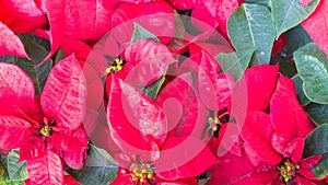 Group of red poinsettia flower Euphorbia pulcherrima