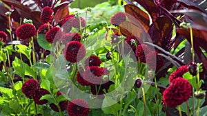 Group of red pompom dahlia flowers blooming in fall garden. Autumn flowering plants. Burgundy ball dahlias