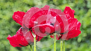 Group of red poppies. Bright red color