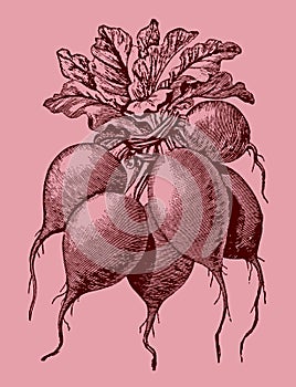Group of red radishes bunched together, isolated on a pink background