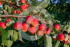 A group of red ripe delicious apples on a branch, close-up