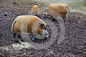 Group of red river hogs in the zoo