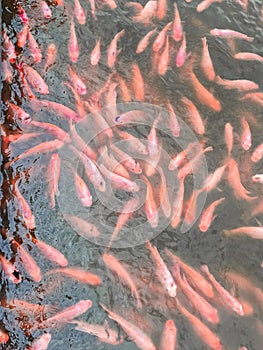 Group of red tilapia orange fish swimimg in pond water. natural wild life fancy animals feeding