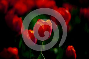 A group of red tulips in closeup style