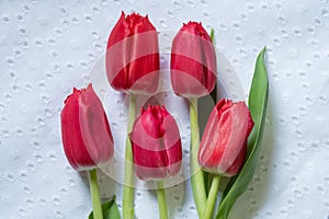 Group of red tulips on lace background