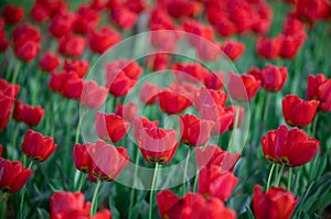 Group of red tulips outdoor