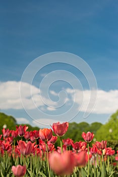 Group of red tulips in the park agains clouds. Spring blurred background postcard. copyspace