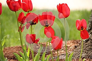 Group of red tulips, standing tall and proud, with open flapped open petal like door photo