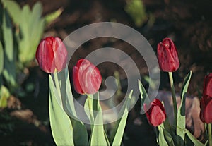 A few red tulips at dawn. photo
