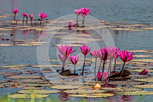 Group of Red water lilies at Nong Han marsh in Kumphawapi district, Udon Thani, Thailand